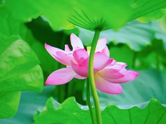 -陈家山荷花公园