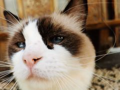 -喵屿·大理花园猫咖