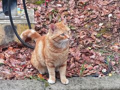 -茉酸奶(高科山姆店)