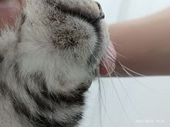 -爱洗澡的猫(天河路店)