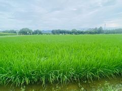 -光明小镇欢乐田园