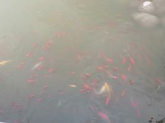 -廊坊文化艺术中心