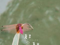 -成飞公园