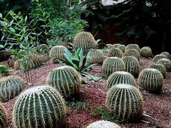 -呀路古热带植物园