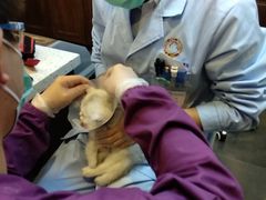 -宠爱国际动物医院·消化内科·心肾内科·ISFM猫友好(望京店)