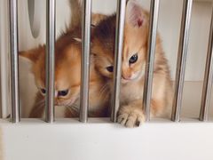 -东方名猫馆·英短金渐层布偶猫舍(环线广场1号楼店)