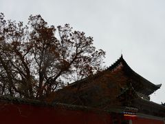 -塔尔寺-菩提树