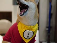 -逗柴咖啡屋·狗咖猫咖宠物桌游