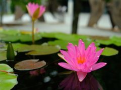 -上海辰山植物园