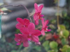 -国家植物园南园