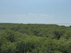-北海金海湾红树林生态旅游区