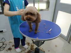 -佳雯宠物医院(金华南路分院)