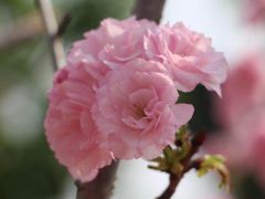 -天适樱花悠乐园