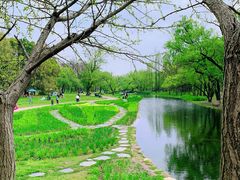 -上海共青森林公园