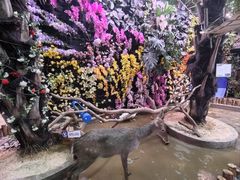 -正佳雨林生态植物园