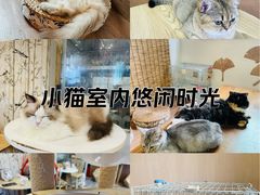 -楼上猫咖(罗湖店)