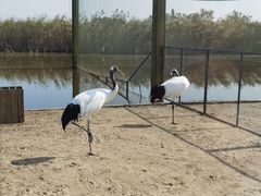 -盐城丹顶鹤湿地生态旅游区