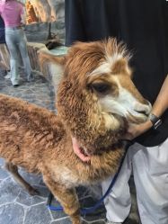 -Zoolung Zoolung动物主题公园(海信广场店)