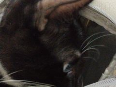 -瑞鹏瑞爱宠物医院·全科·猫科·血液透析中心(龙头寺店)