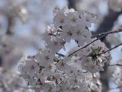 -高东镇樱花园