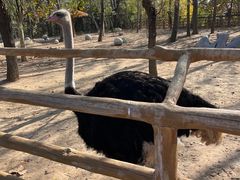 -大连森林动物园