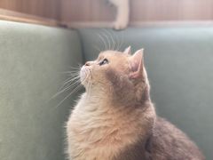 -MOCHA明星猫咖(田子坊店)
