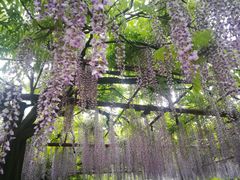 -嘉定紫藤园