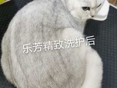 -汪小喵宠物·戴维斯乐芳希施宠馨宝皮毛调理洗护店