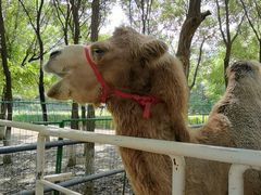 -长白岛森林公园