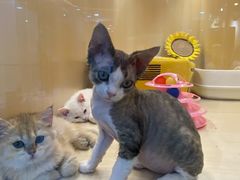 -momokira米努特·德文卷毛猫·棉花面纱犬