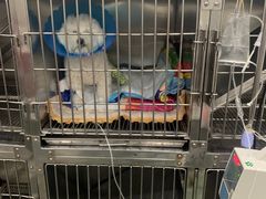-伟伟宠物医院·CT影像中心·瑞派犬猫综合性门诊(汉口总院)