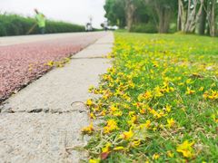 -贡湖湾湿地公园