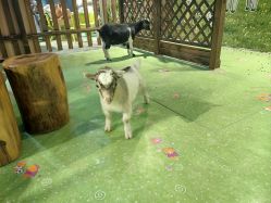 -酷嗒动物文化乐园(cutezoo西溪乐天城店)