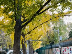 -三里屯东五街银杏大道