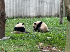 -卧龙中华大熊猫苑神树坪基地
