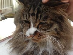 -Anne猫窝咖啡屋