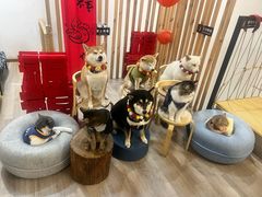 -柴迷FANS CLUB·柴犬狗咖·猫咖