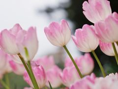 -深圳市中科院仙湖植物园