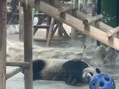 -栾川竹海野生动物园