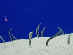 -上海海洋水族馆