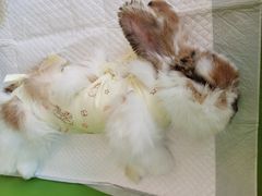 -美迦爱-牙专科·兔科·骨科诊疗中心(北苑店)