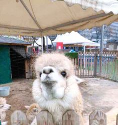 -萌宠亲子动物乐园(槐房万达店)