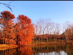 -上海海湾国家森林公园
