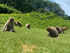 -海南热带野生动植物园