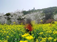 -苏州上方山国家森林公园