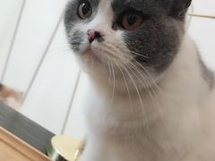 -豆老板的猫咖啡(碑林博物馆店)