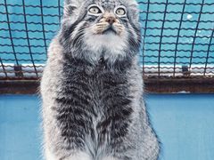 -青藏高原野生动物园