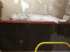 -猫咪博物馆(顶澳仔猫街店)