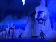 -多彩贵州城极地海洋世界