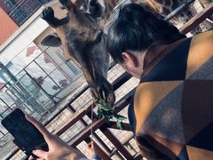 -灵玲国际马戏城